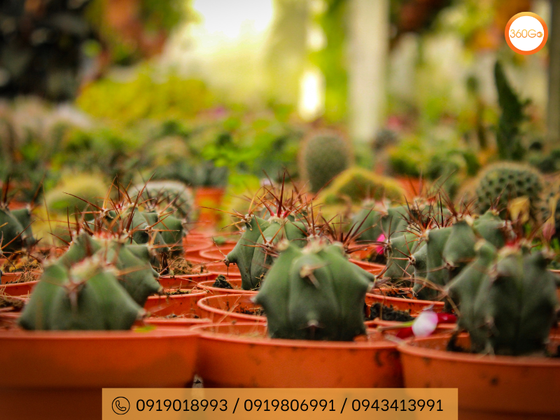 Cactus Valley là một khu vườn độc đáo tại Cameron Highland - Du lịch 360Go